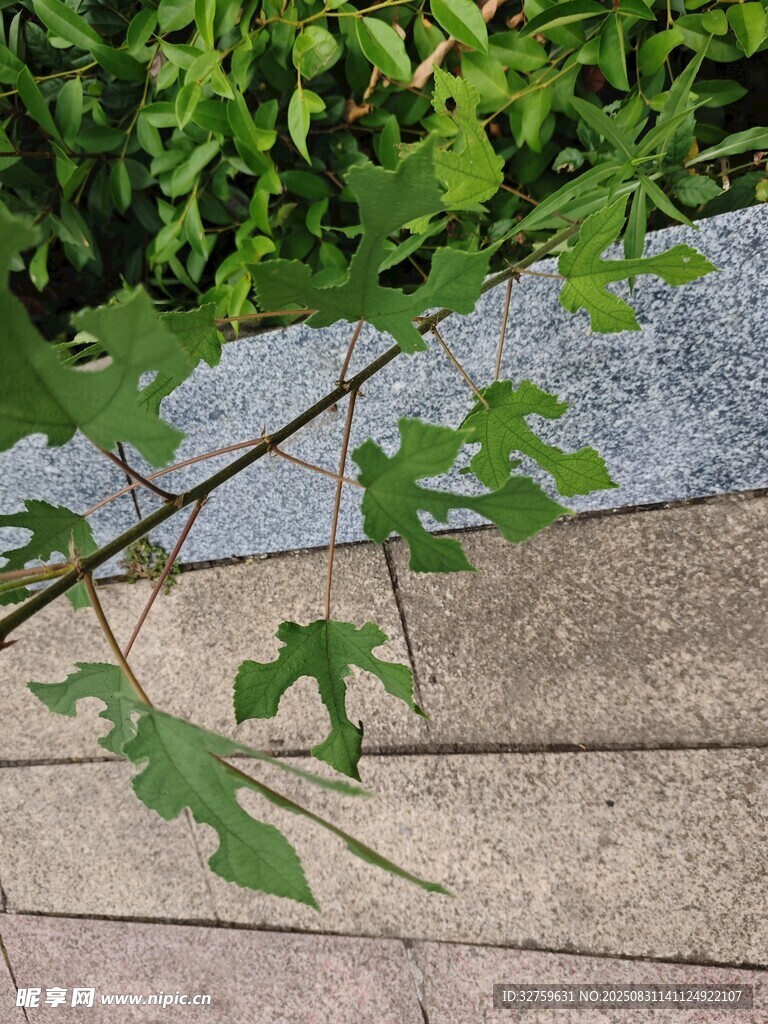 路边绿植枝条特写