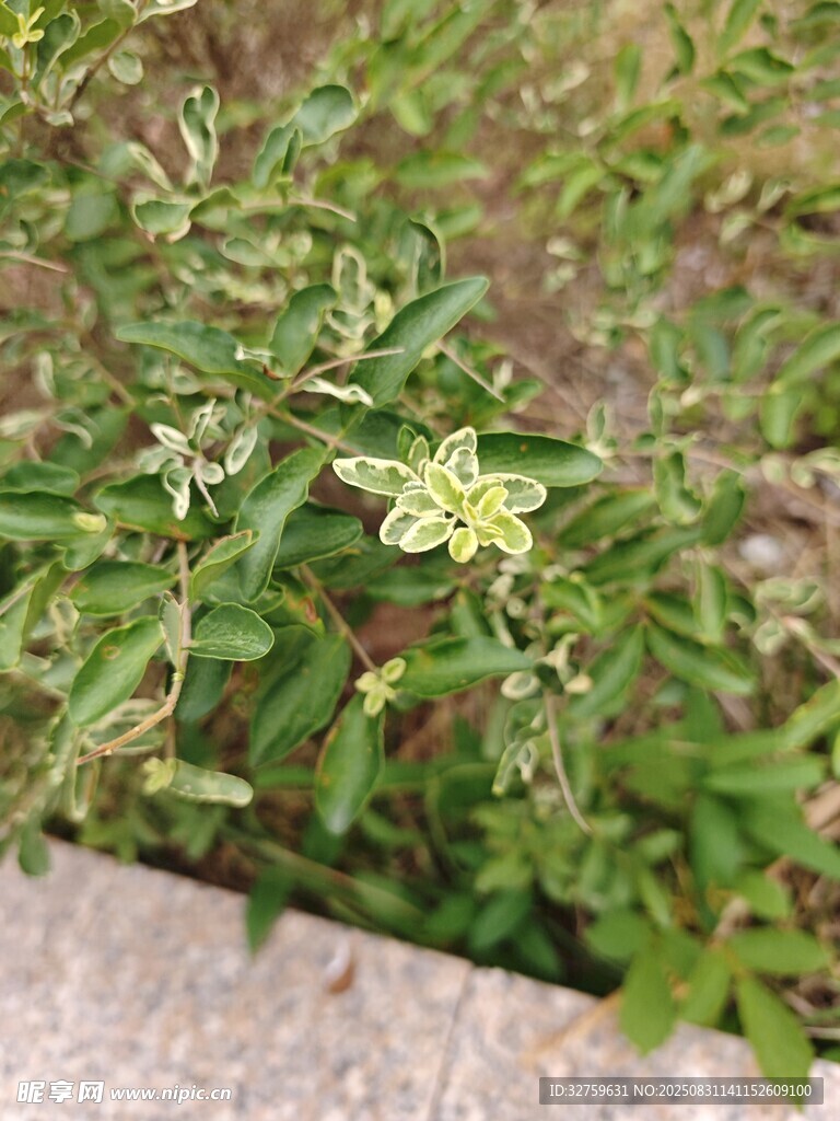 墙边绿植特写