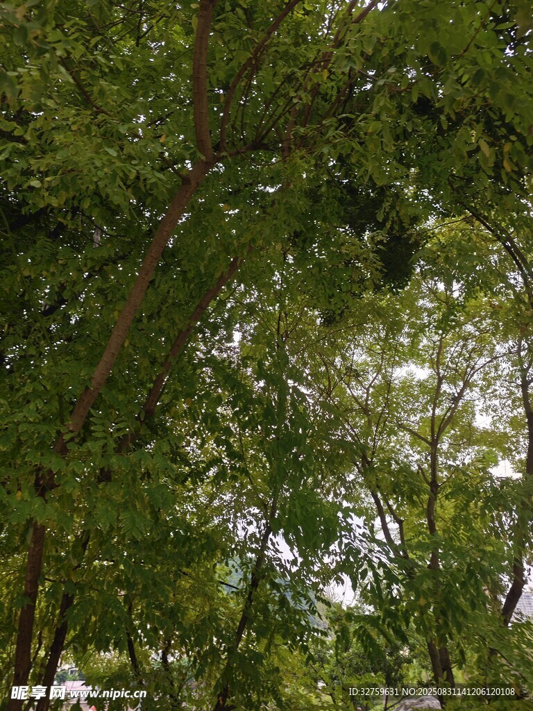 茂密树林中的繁茂枝叶