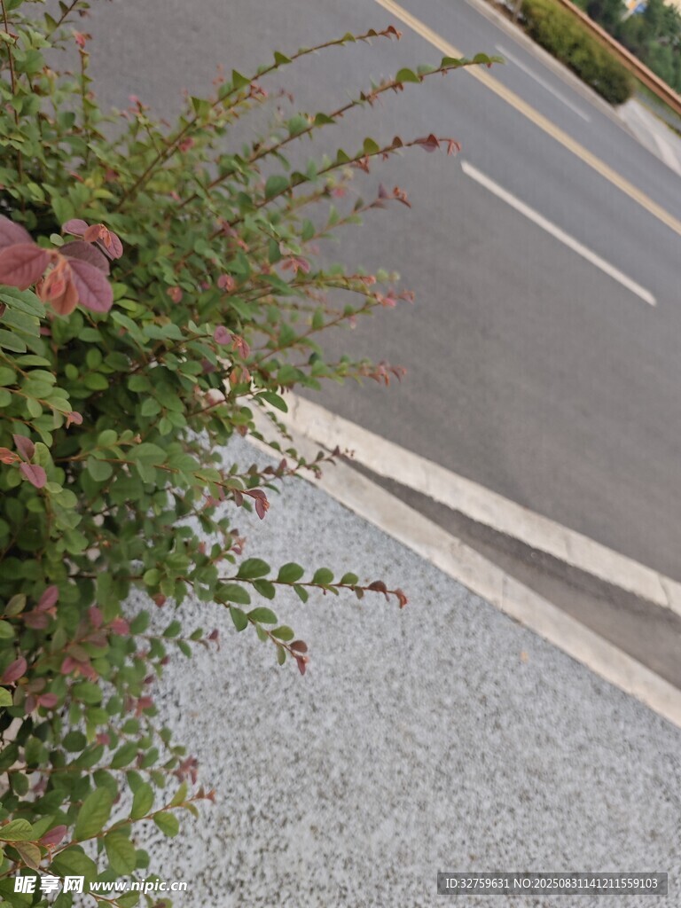路边绿植与道路景观