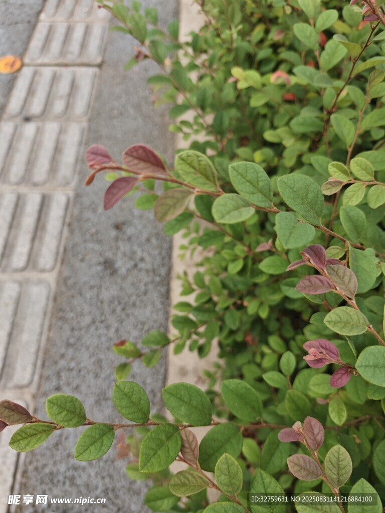路边绿植特写