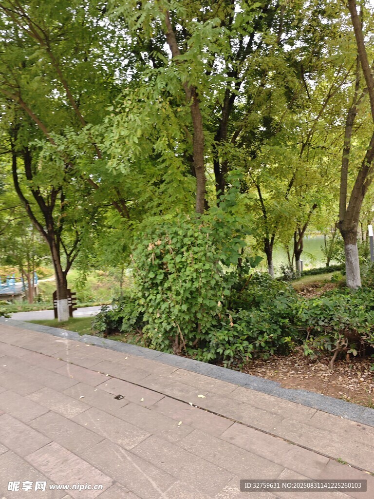 公园林荫步道景观