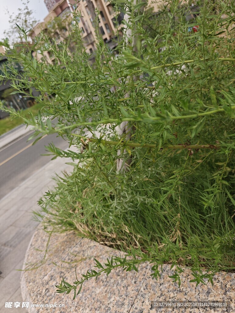 路边绿植景观