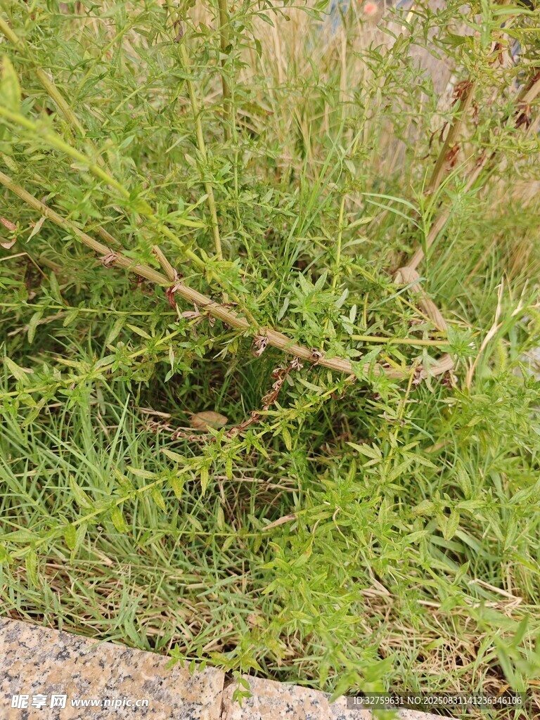 路边的绿色杂草植物