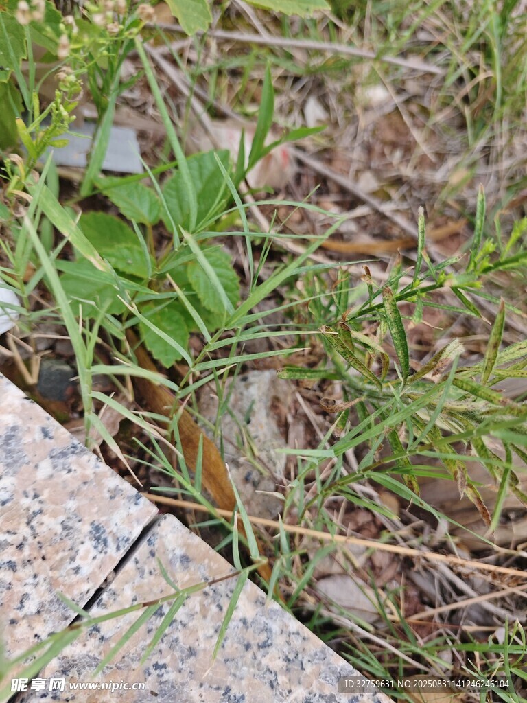 草丛边的小鸟