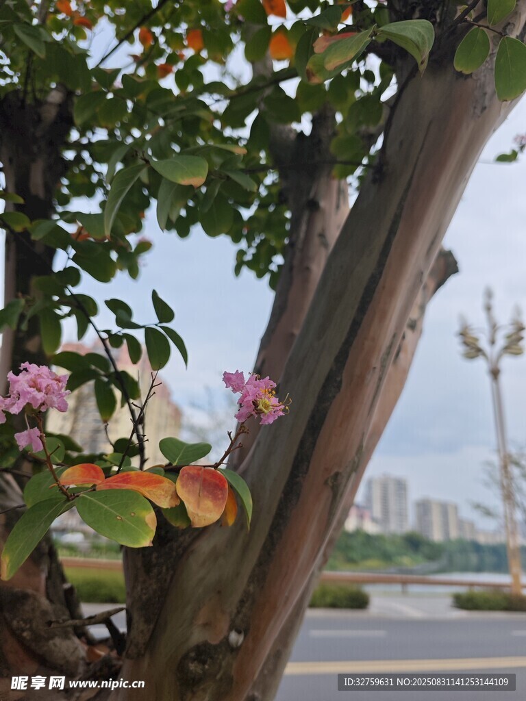 路边繁花盛开的树木