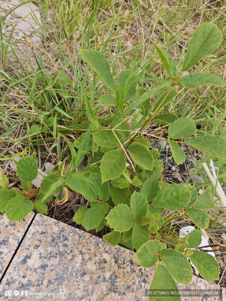 石缝中生长的绿色植物