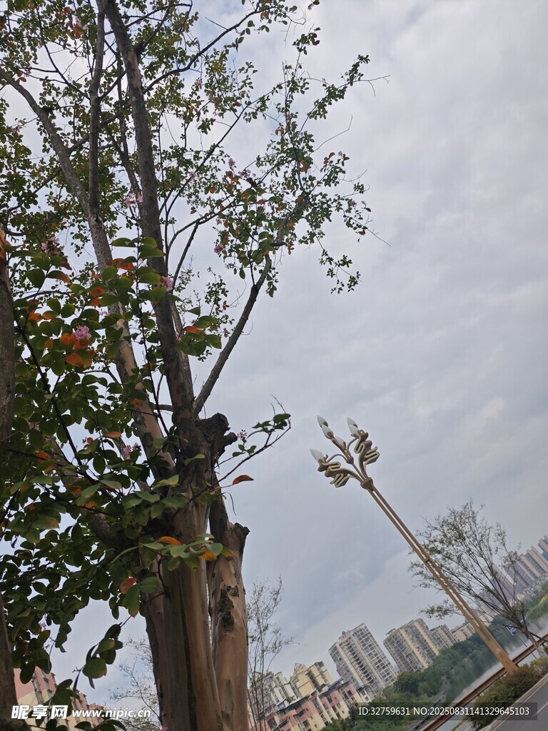 城市中孤独的大树