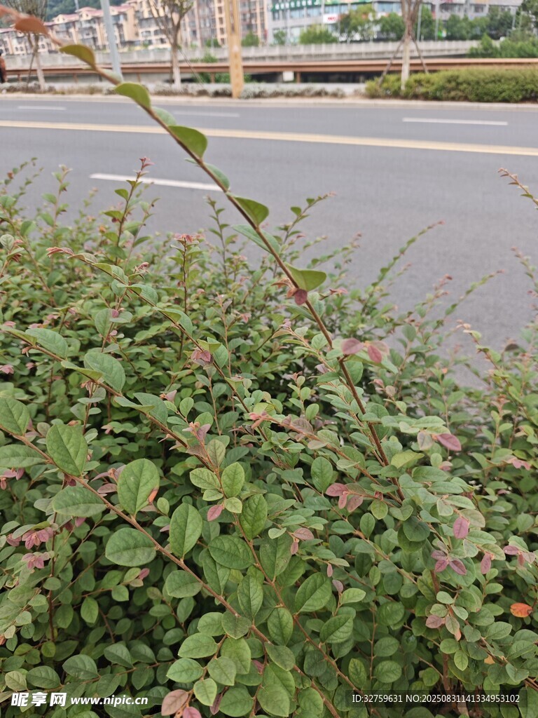 路边绿植景观
