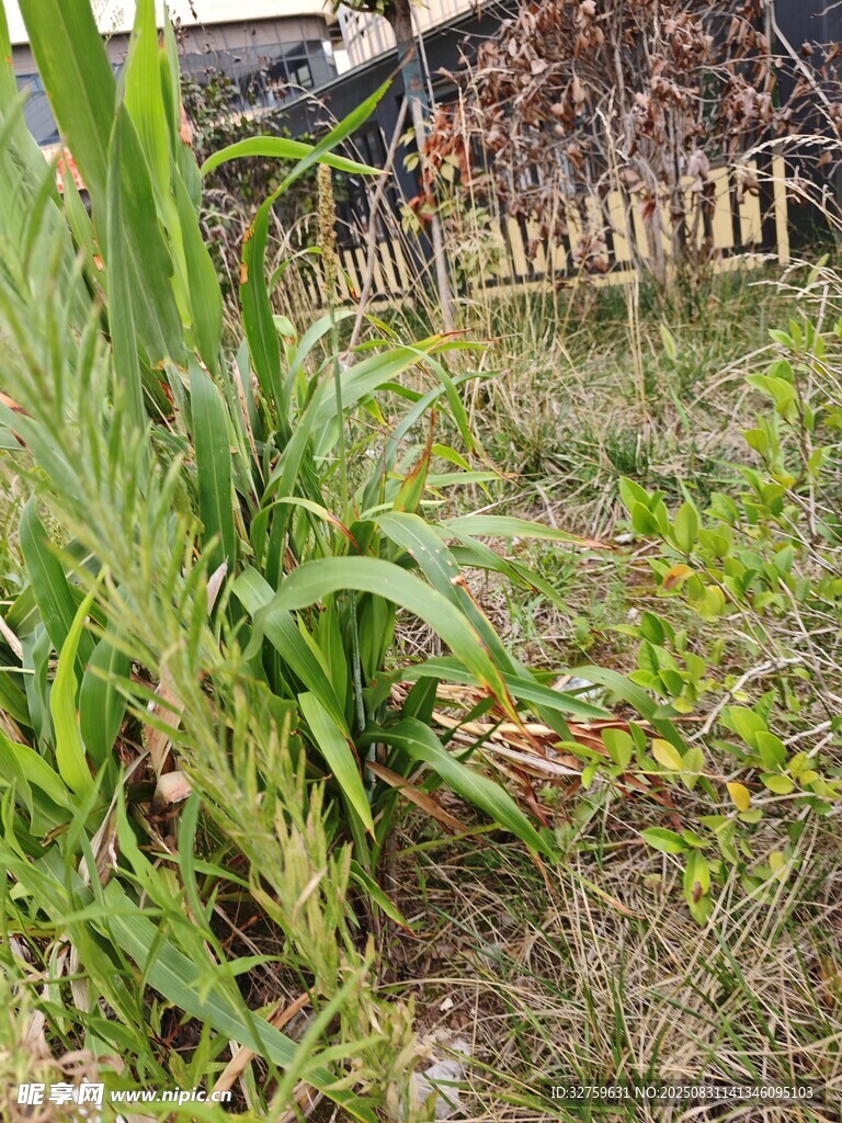庭院中的绿植与杂草