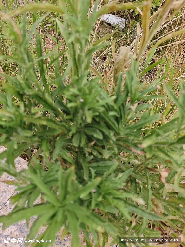 绿色植物特写