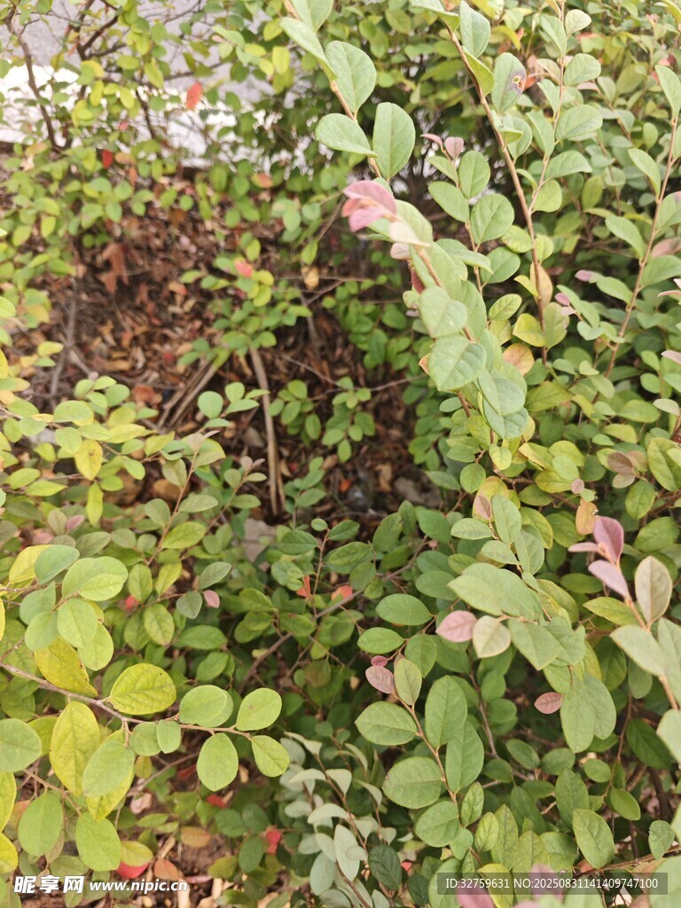 繁茂绿植景观