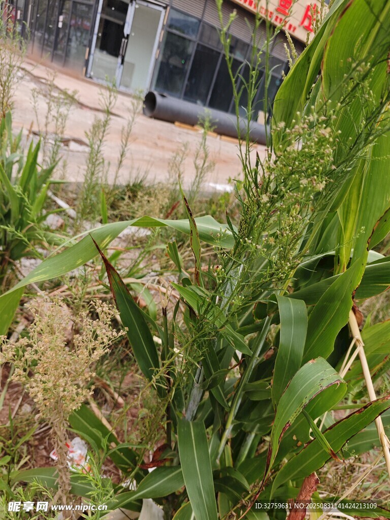 路边生长的绿色植物