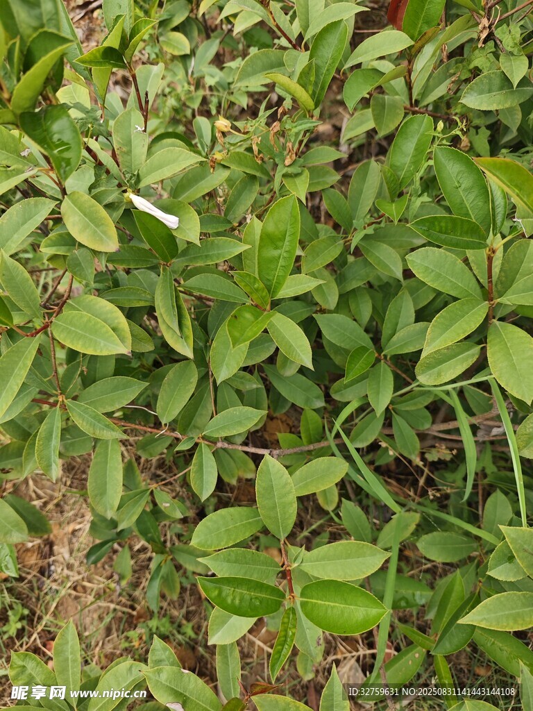 绿叶繁茂的植物景观