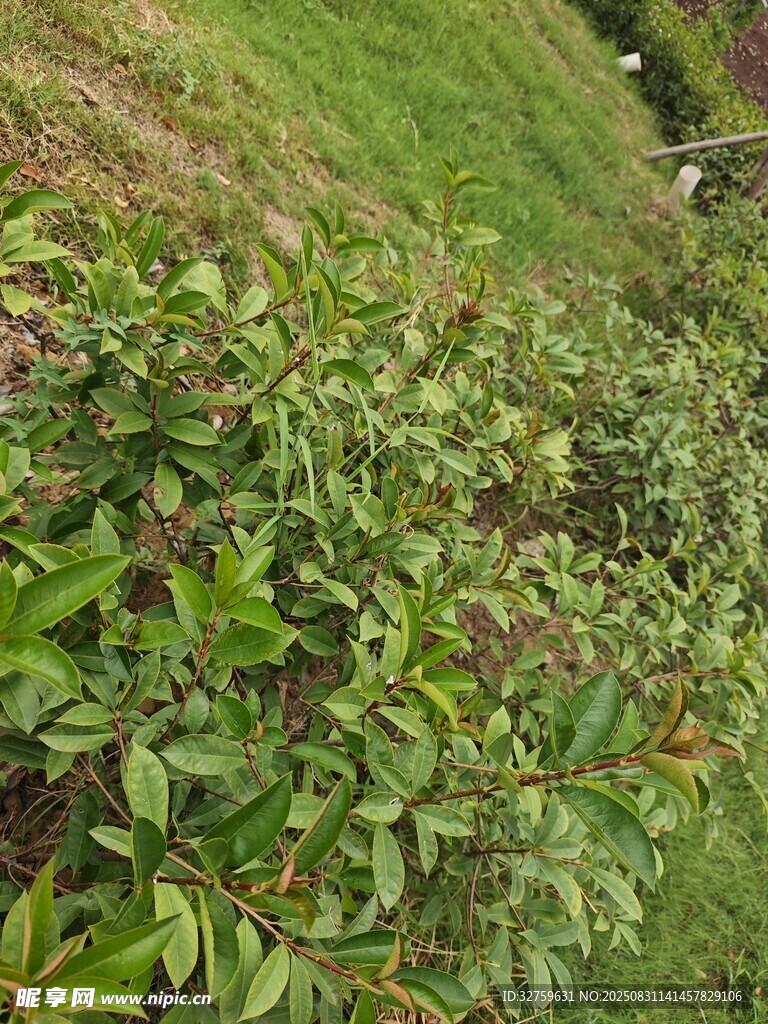 山坡上的繁茂绿植
