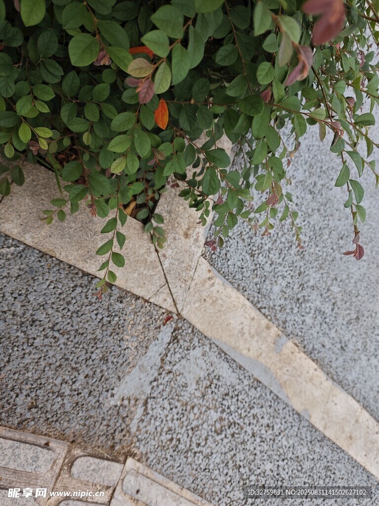 石缝中生长的绿植