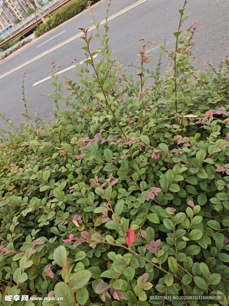 路边繁茂绿植与红色小花