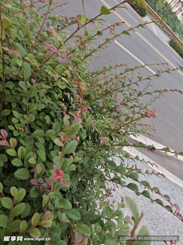 路边繁茂的粉色小花植物