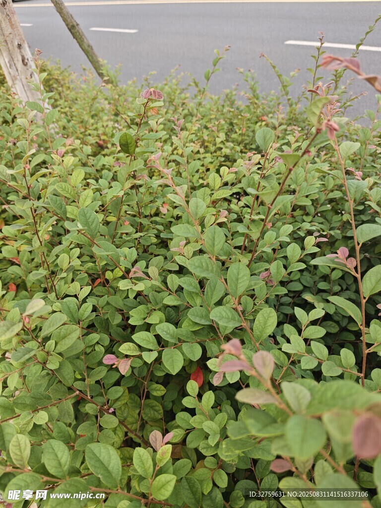 路边繁茂绿植