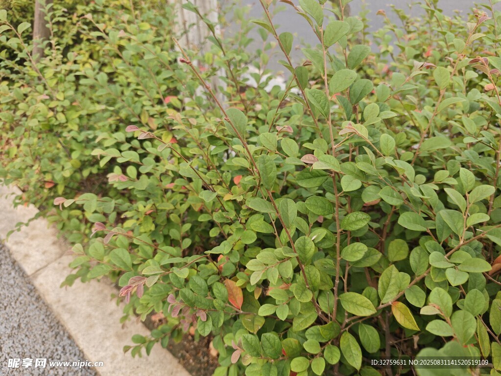 路边绿植景观