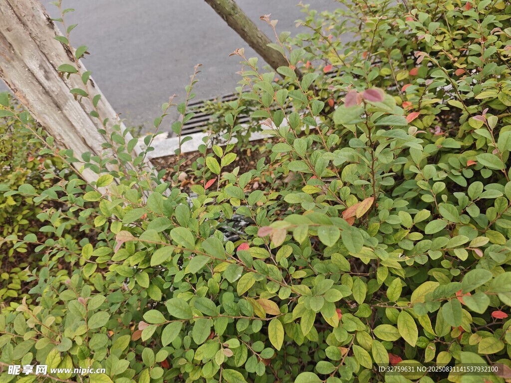 绿叶繁茂的户外植物景象