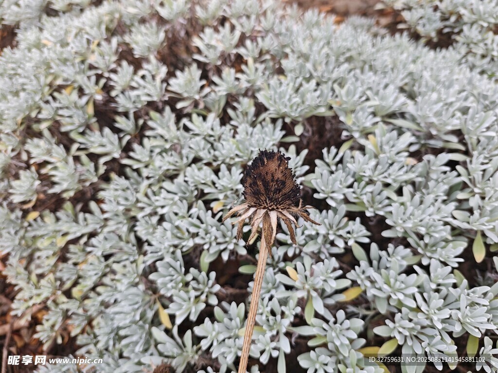 白色绒毛植物特写
