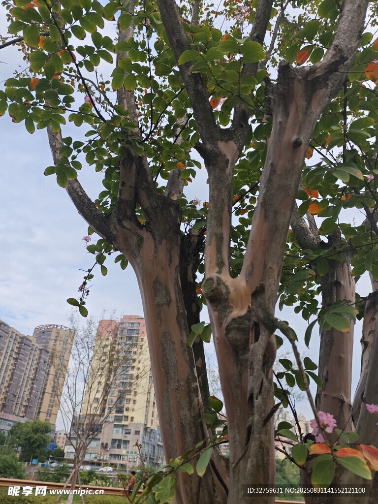 老树挺立 