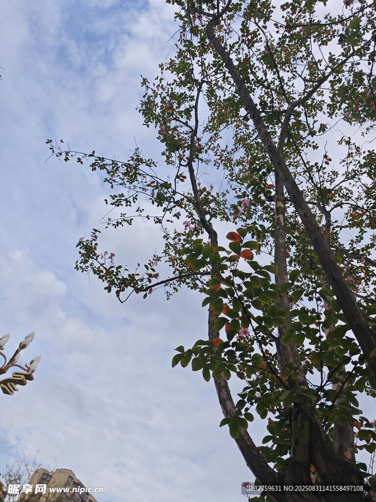 蓝天映衬下的繁茂树枝