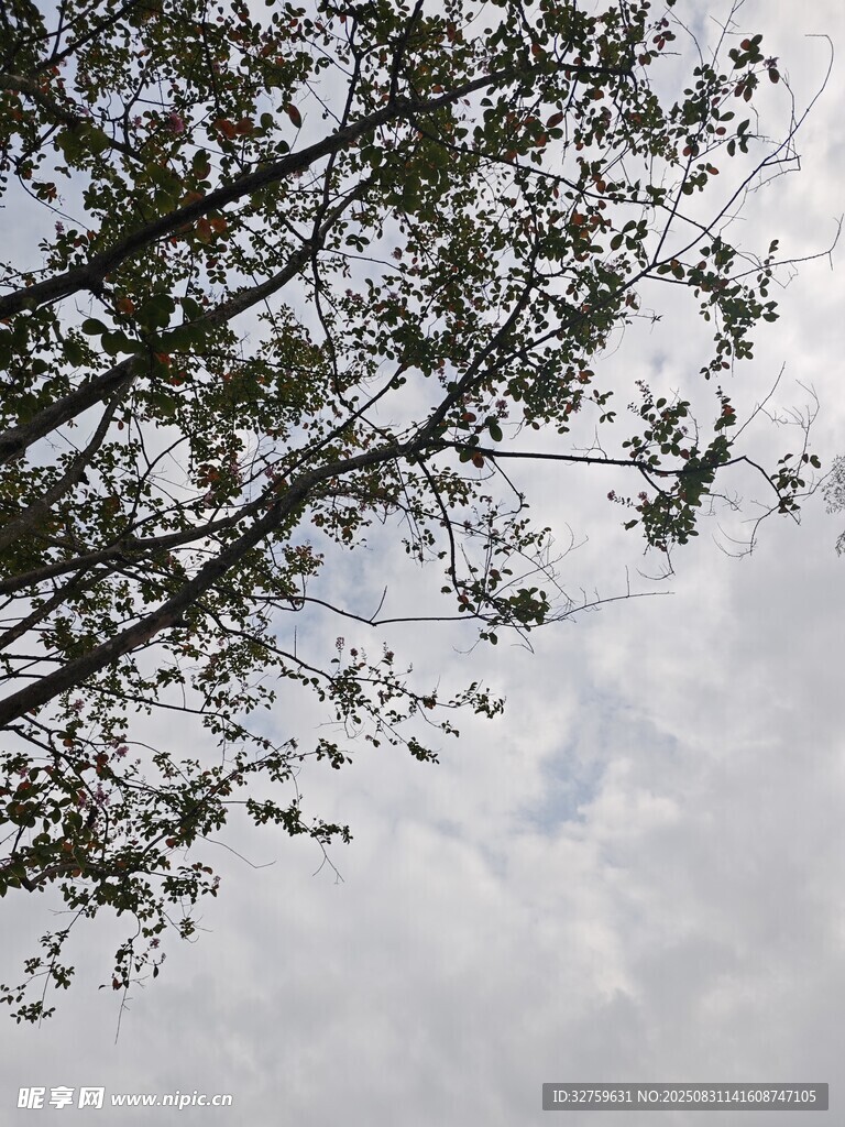 仰视枝叶与天空的景致