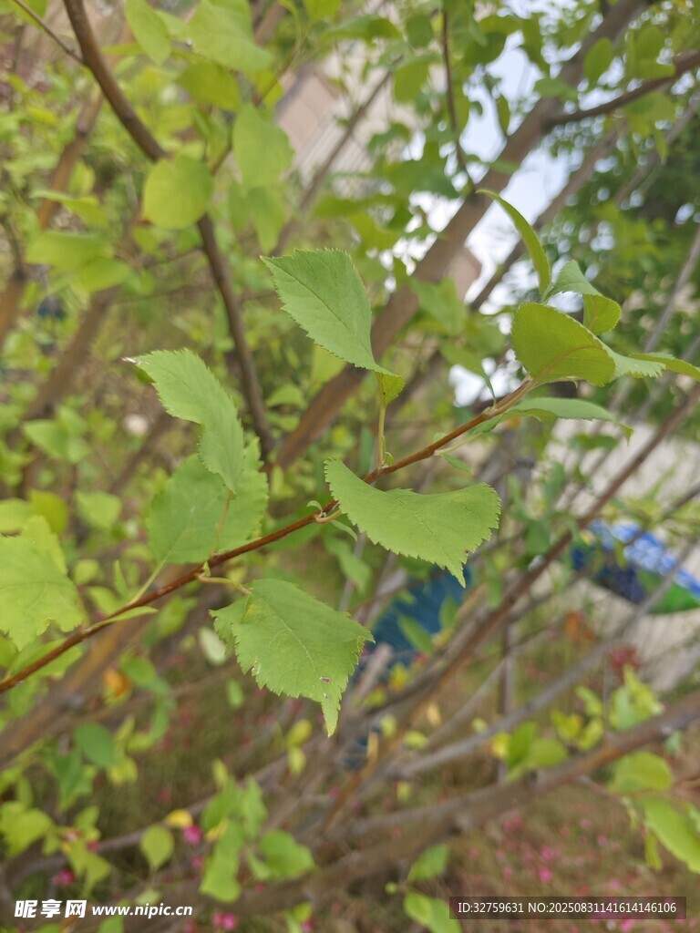 树枝