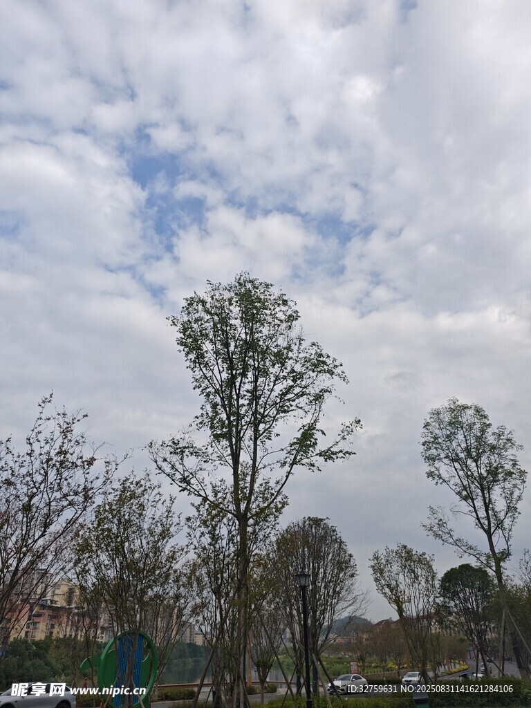 蓝天白云下的树木景观