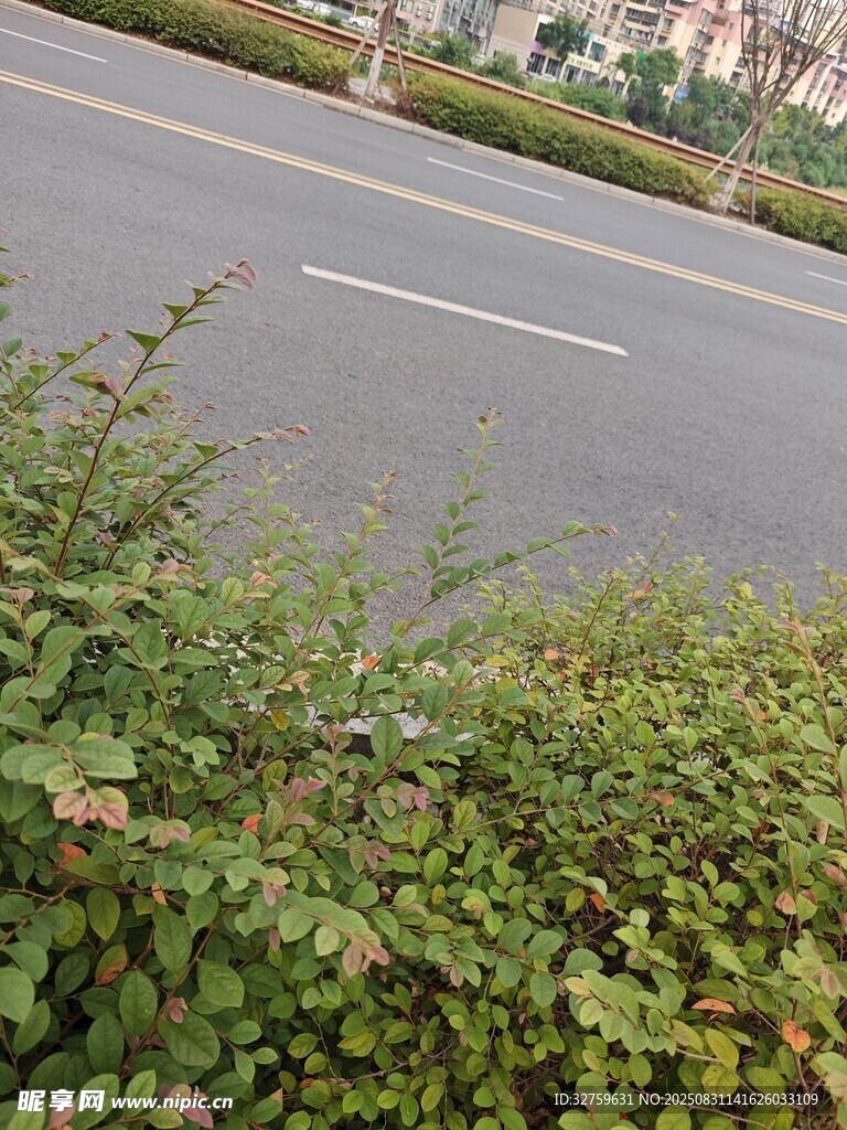 路边绿植与道路场景