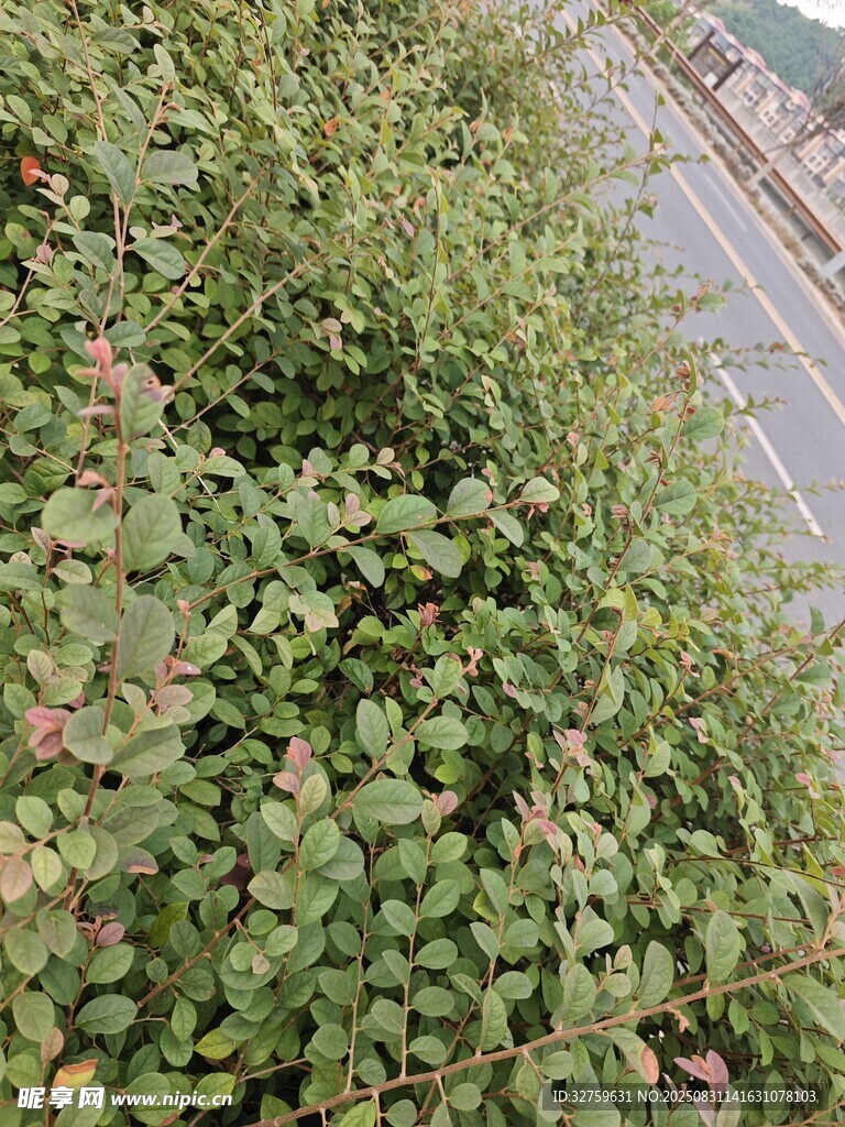 路边繁茂绿植