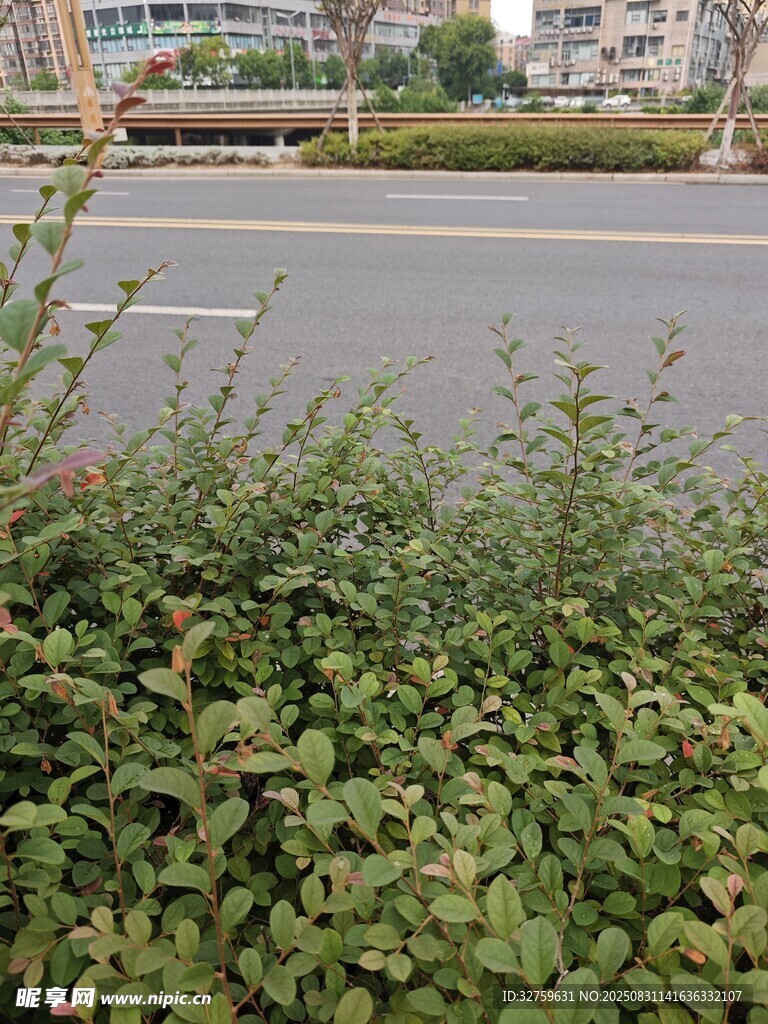路边翠绿繁茂的灌木丛
