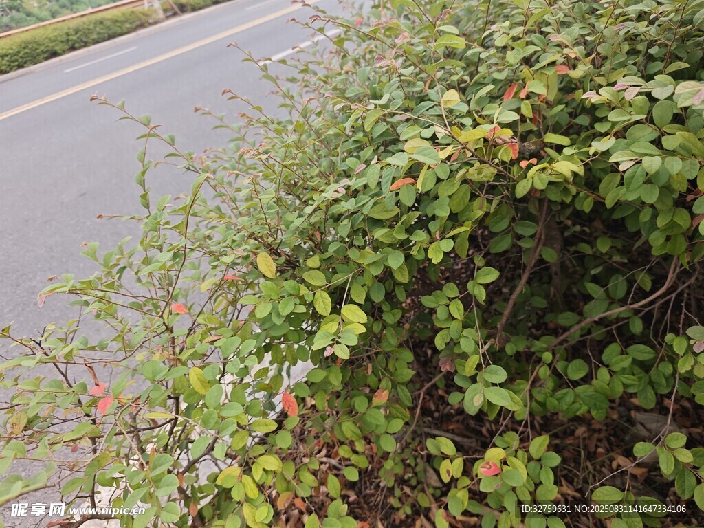 路边繁茂的绿色灌木丛