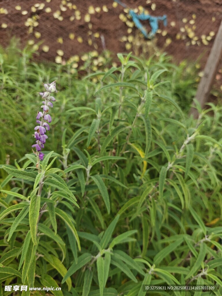 田野中的紫色花卉植物