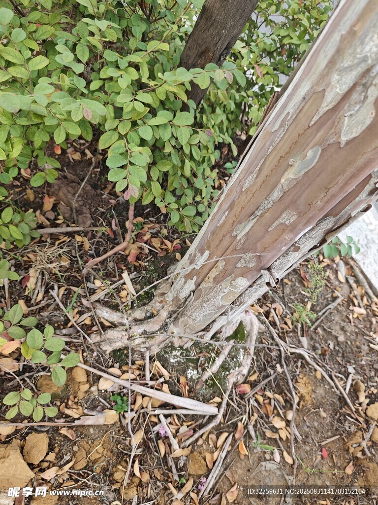 树干根部与周边绿植景象