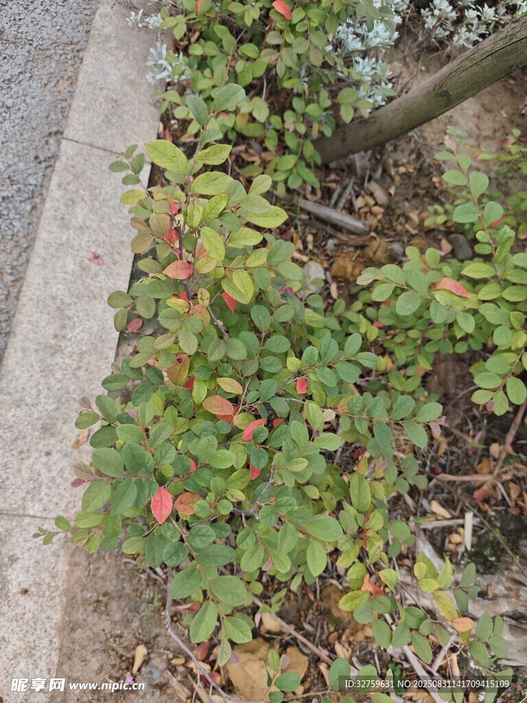 路边生长的带红果植物