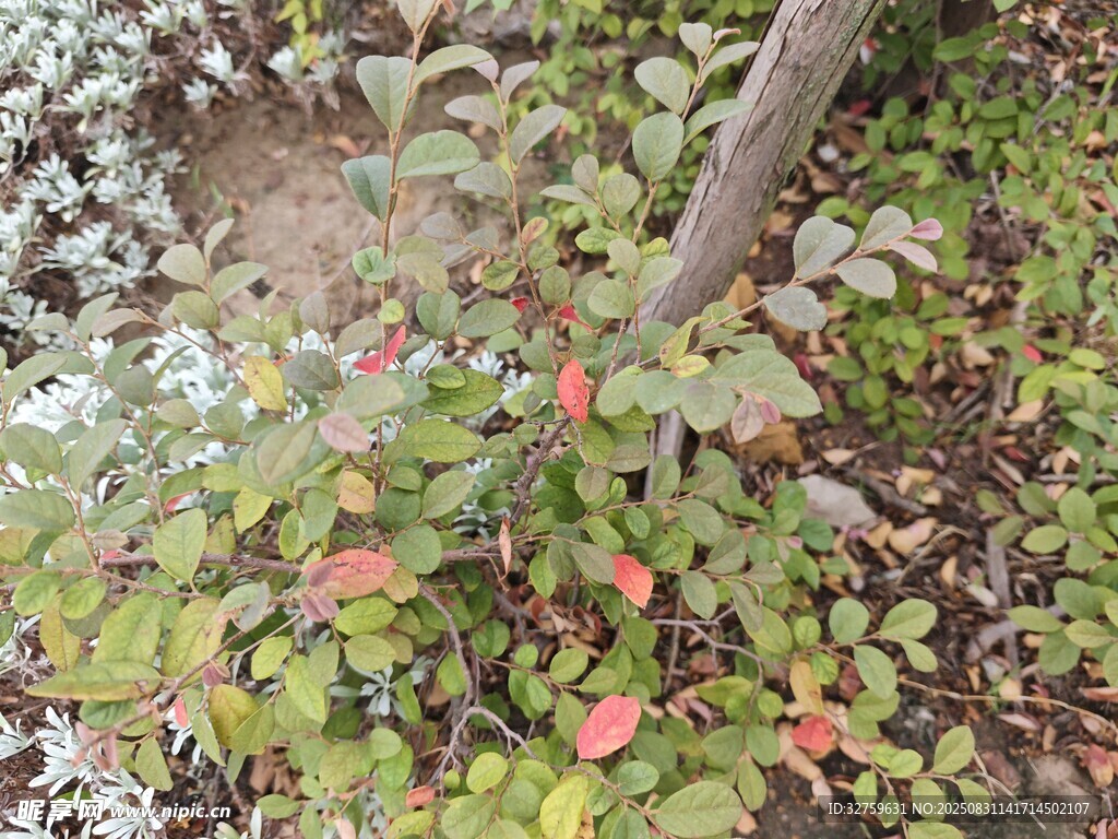 枝头挂果的繁茂绿植