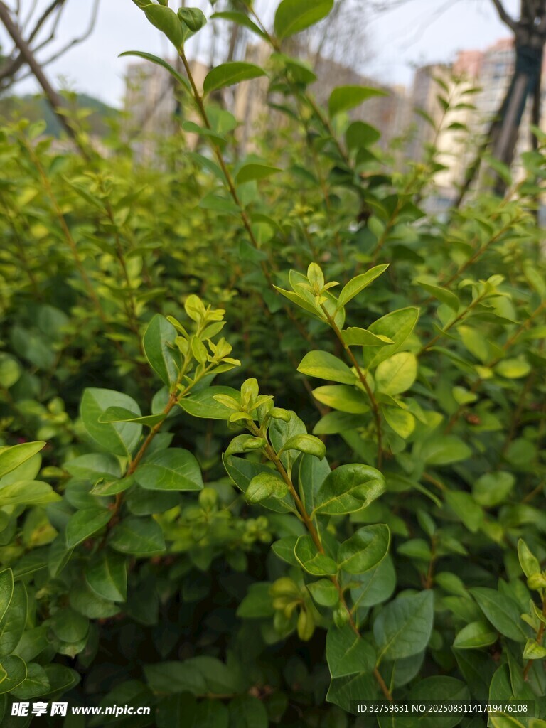 绿意盎然的繁茂植物