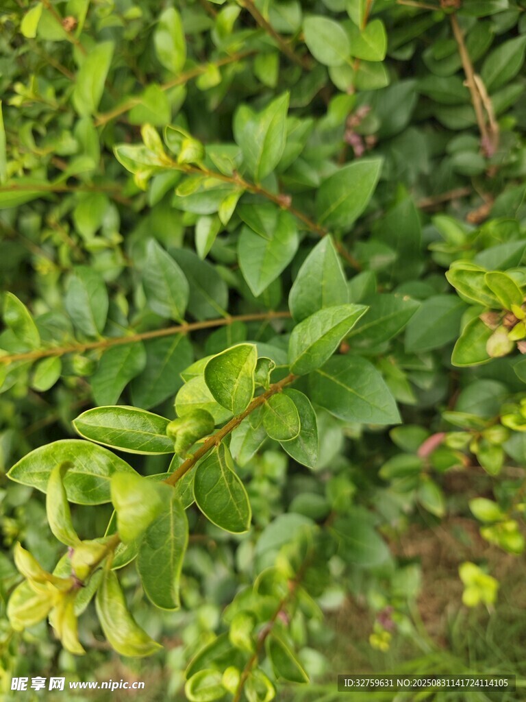 翠绿繁茂的植物枝叶