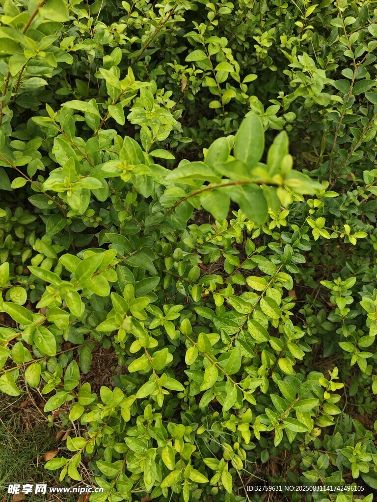 翠绿繁茂的蓬勃植物景观