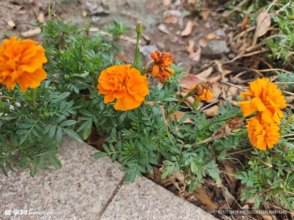 路边绽放的橙色万寿菊
