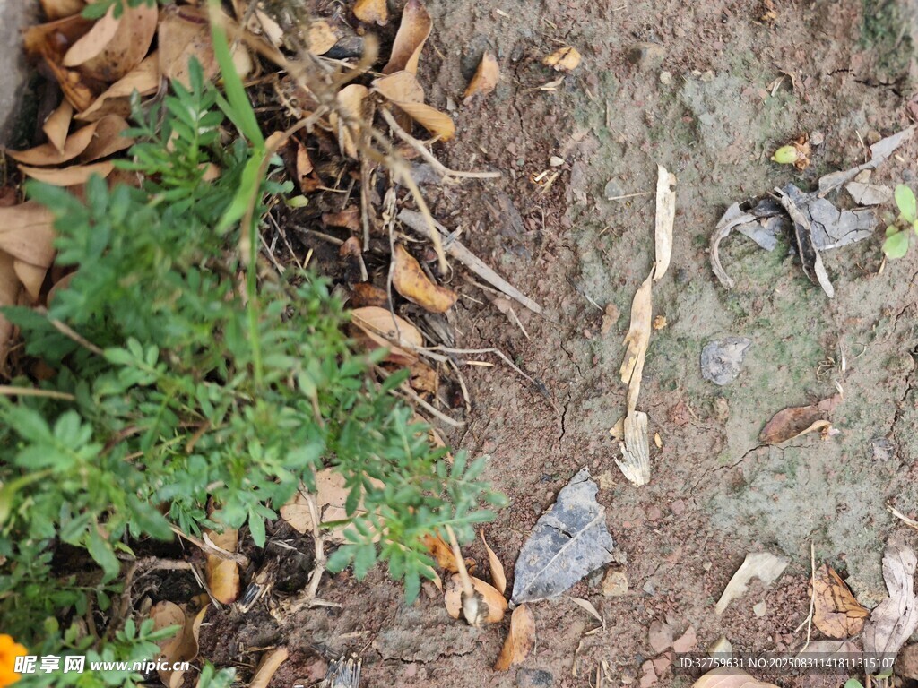 地面绿植与枯叶景象