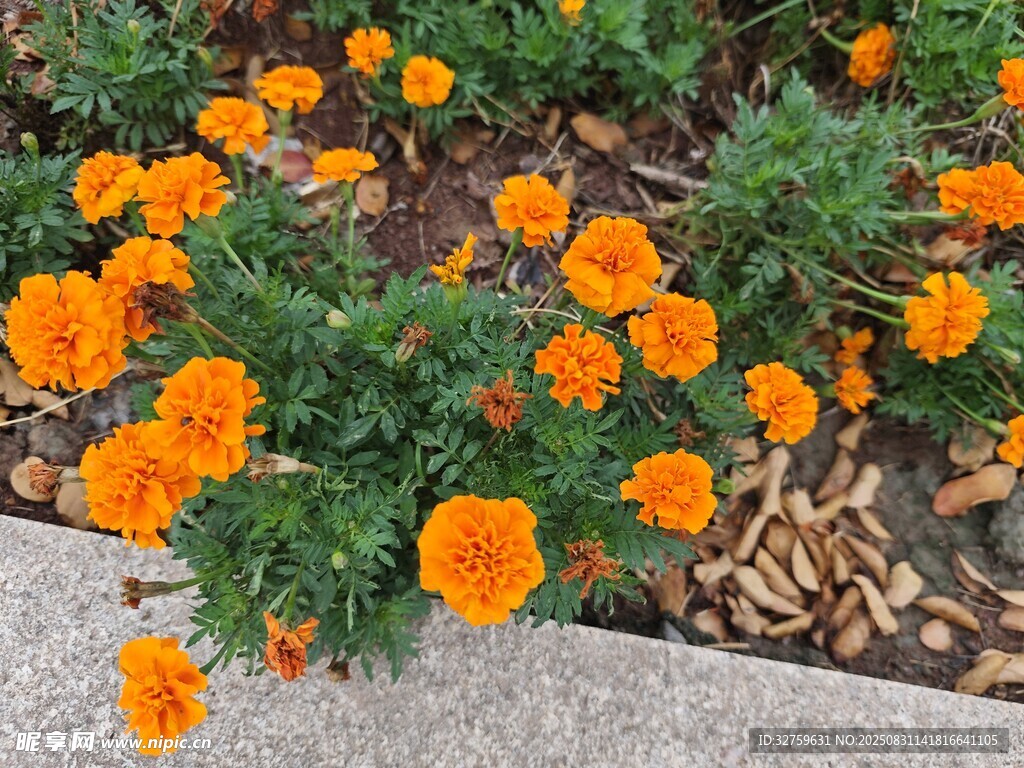 鲜艳橙色万寿菊绽放