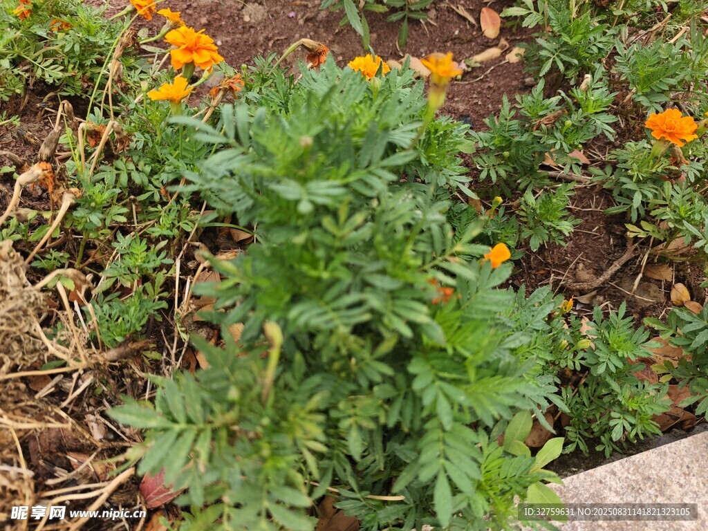 花坛中的绿色植物与花朵