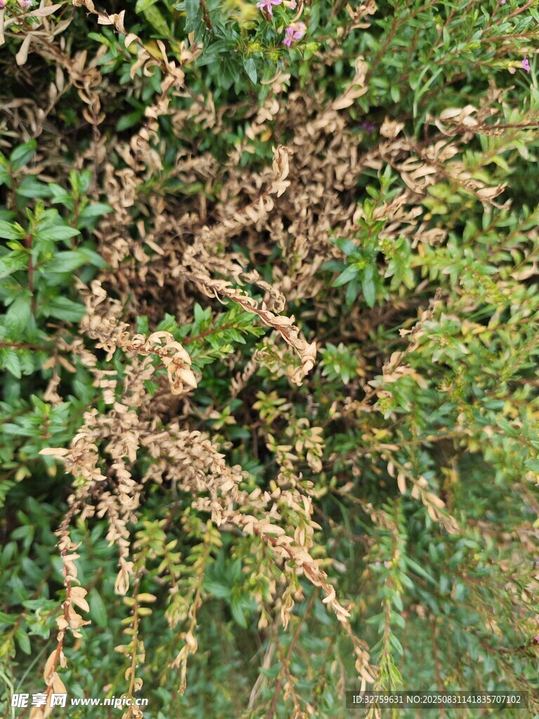 枯黄绿植特写