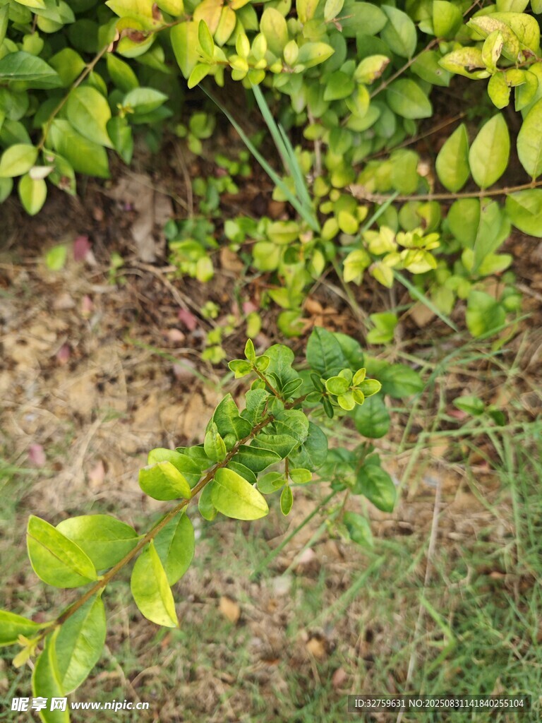 绿叶植物的自然景致