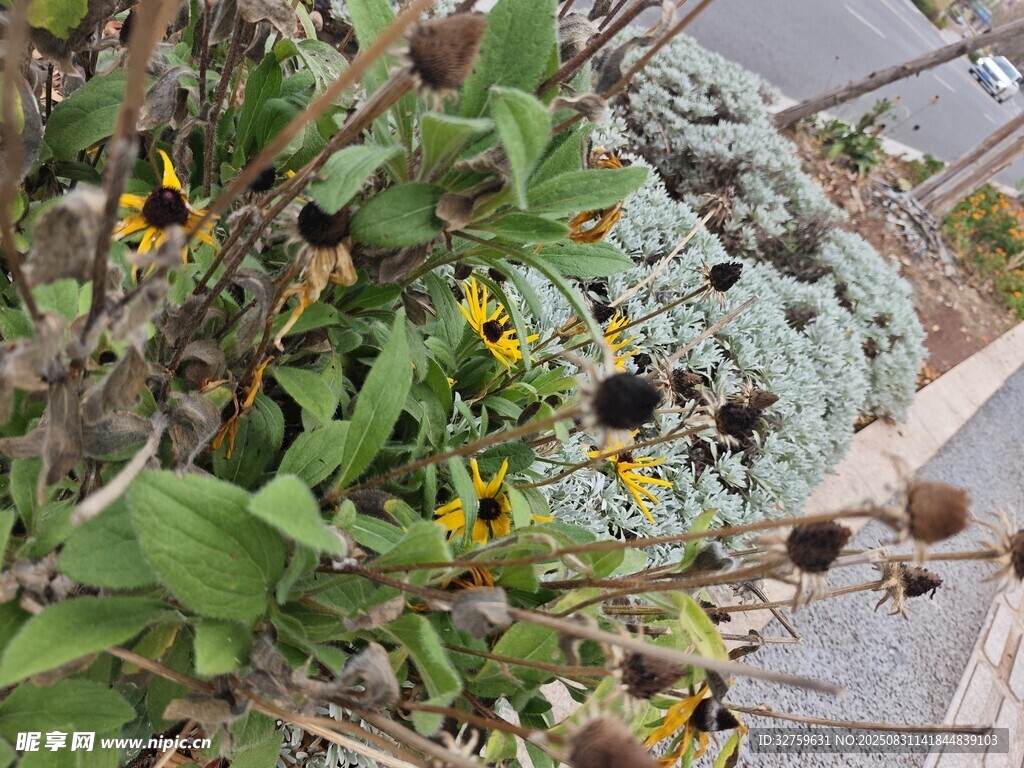 花园中的多彩植物景观
