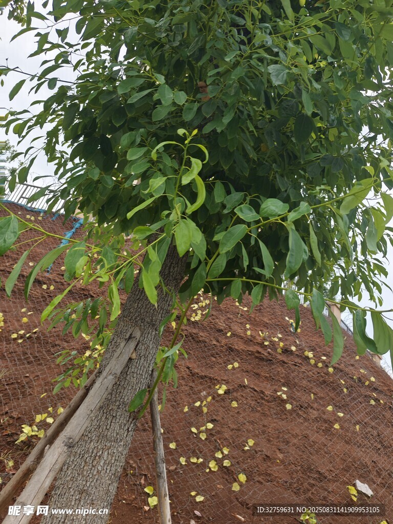 木旁绿树